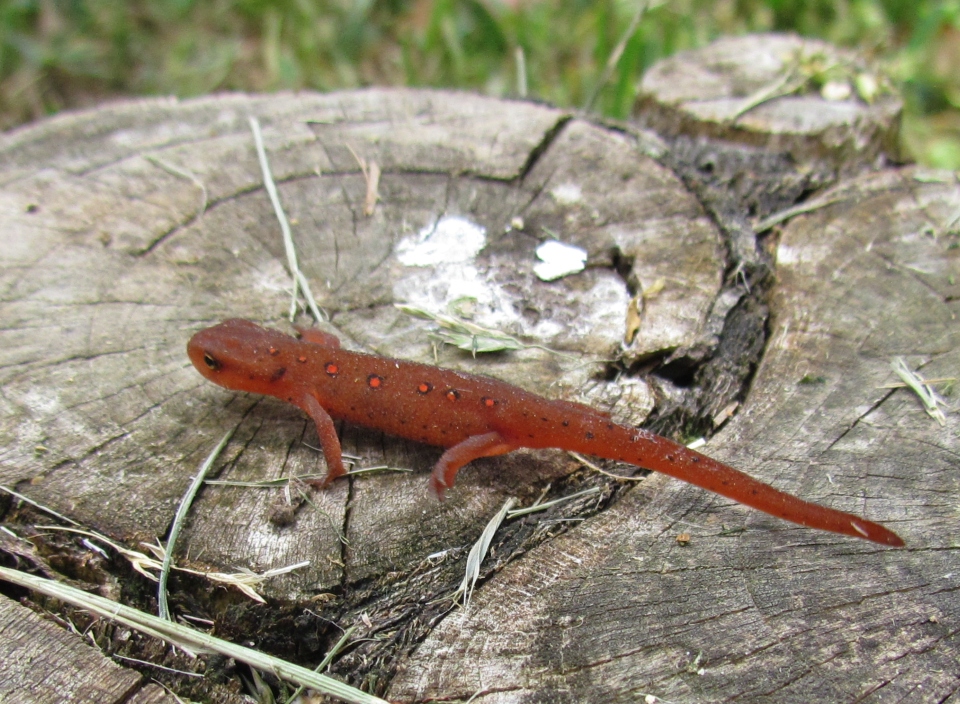 Red Eft